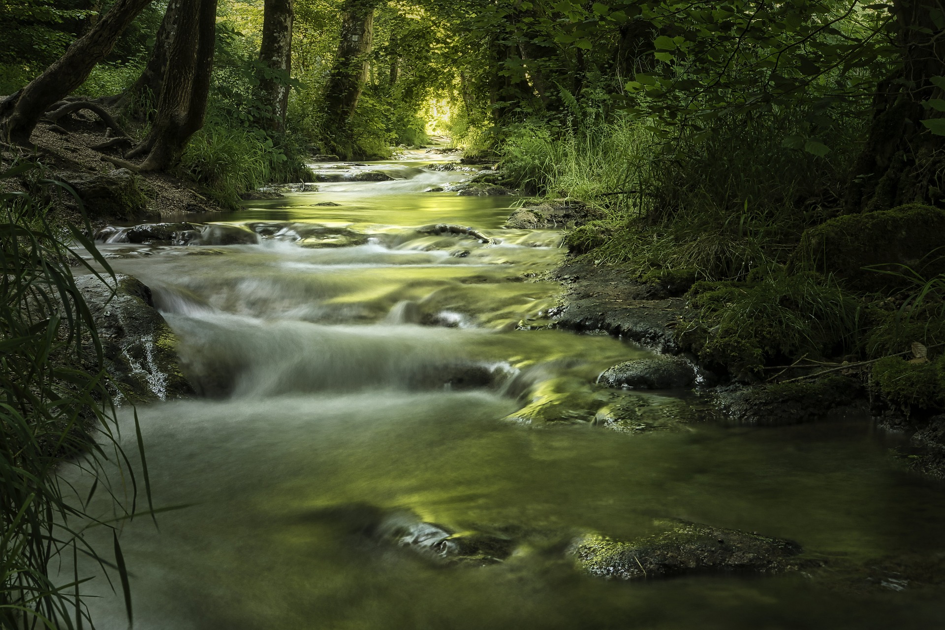 An outdoor scene is depicted in this image, with a water body in the foreground. The center of the image features rocks, plants, and grass. The background is composed of trees and other unidentified objects.